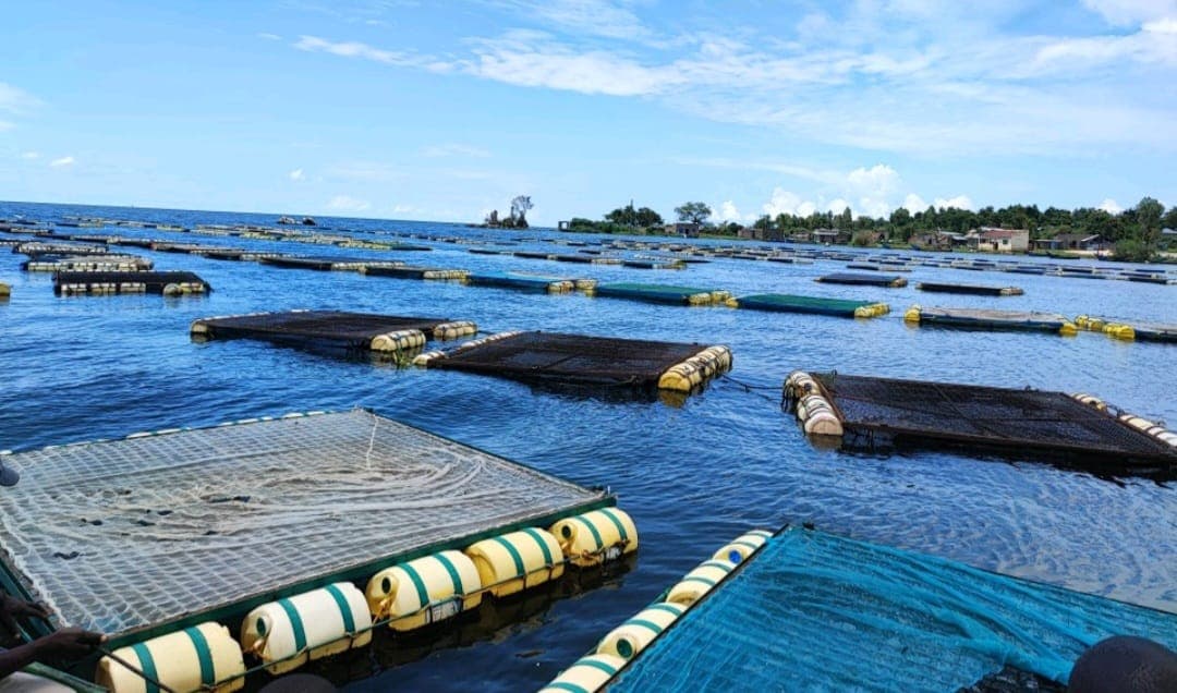 L. Victoria fish farmers to appeal ruling on new industry charges