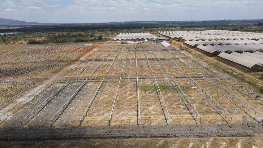 Kakuzi breaks ground for new blueberry production orchards