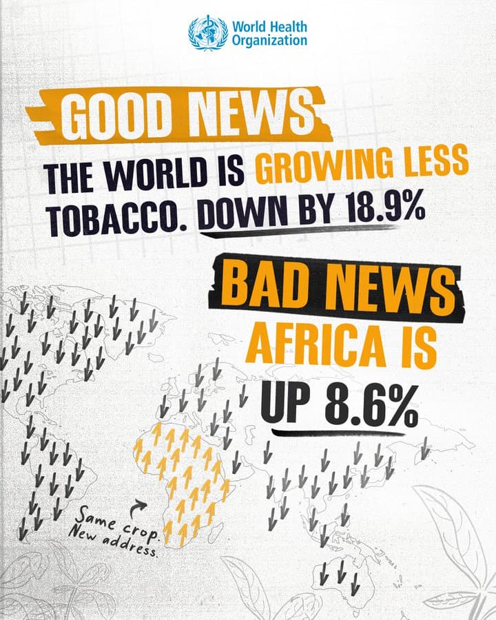 Africa tobacco growing increases despite global decline