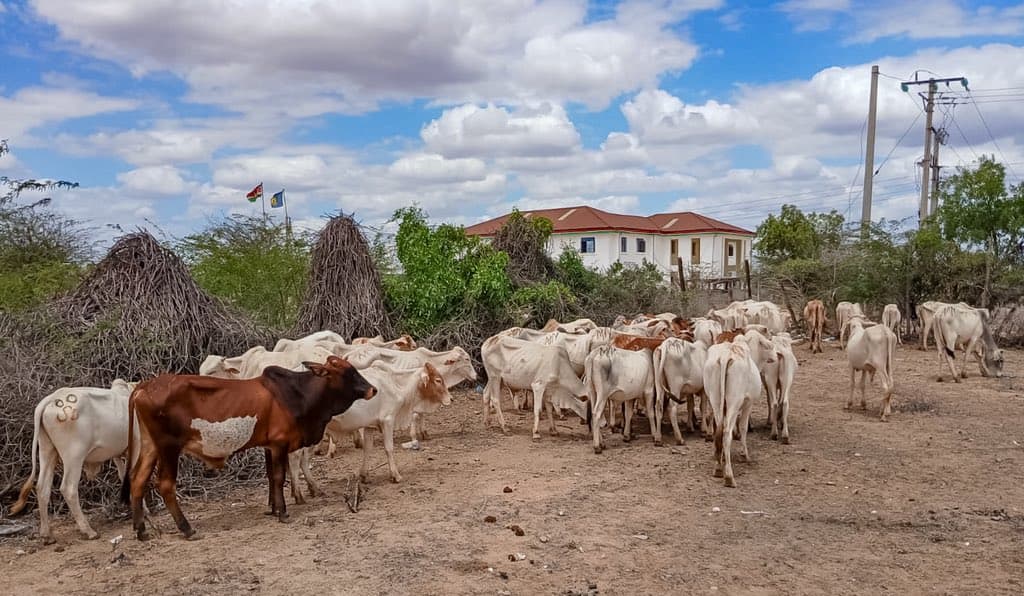 Two arrested as police recover stolen livestock in Garissa