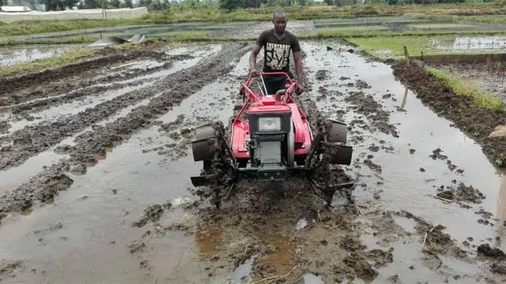 Water shortage hits Mwea irrigation scheme as Thiba and Nyamindi rivers dry up - Citizen Digital