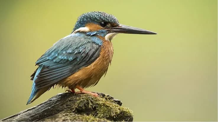 Why is it called a kingfisher? Watch this video - news.cgtn.com